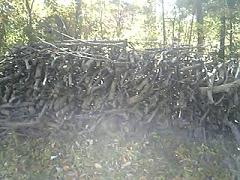 e0103740_1755718.jpg