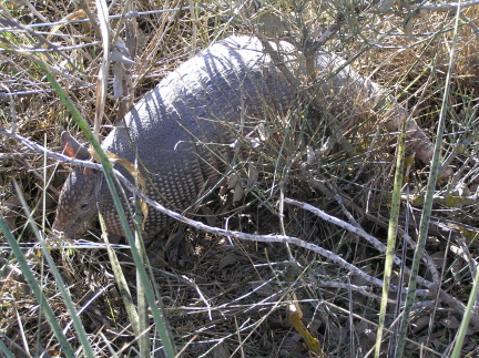 e0104941_5243180.jpg