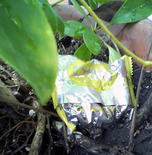 b0005652_1257463.gif