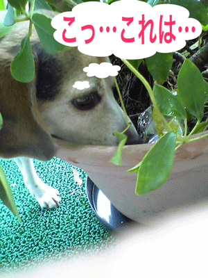 b0005652_12583011.gif