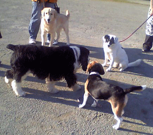 b0005652_1355566.gif