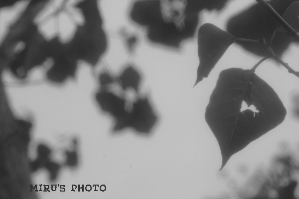c0037519_1136829.jpg