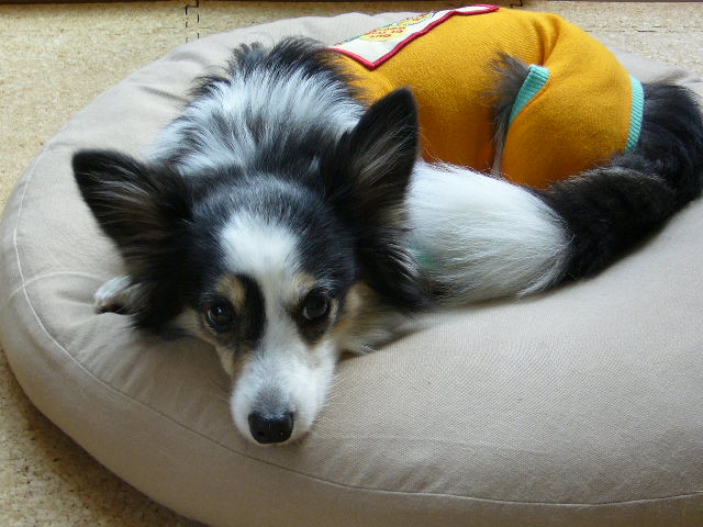 f0079723_14265671.jpg