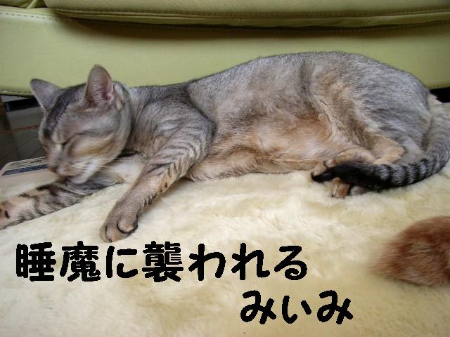 d0081025_1774017.jpg