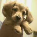 c0051529_17543797.gif