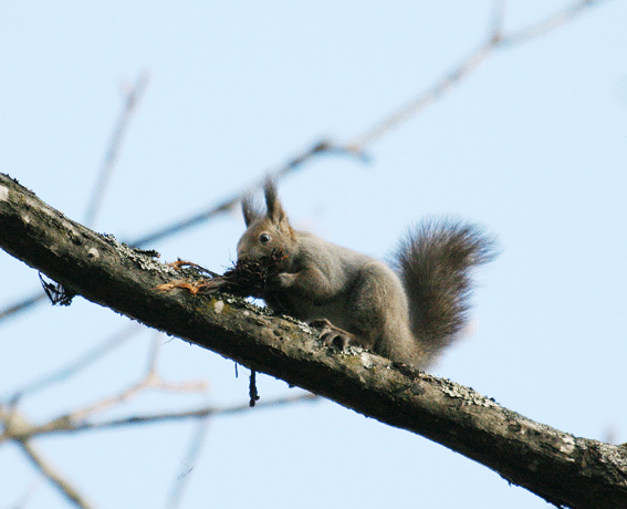 d0069235_1740296.gif