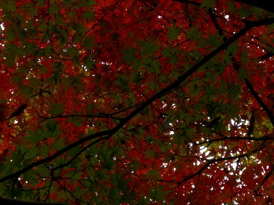 f0104057_118190.jpg