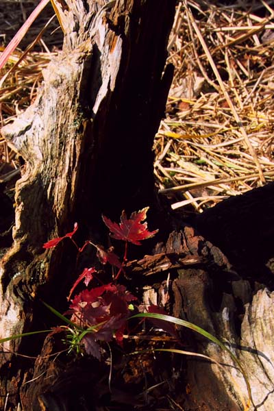 e0067463_5463073.jpg