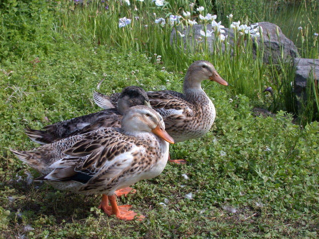 e0100772_20303287.jpg