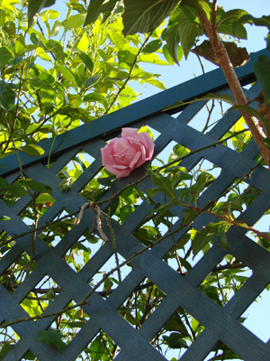e0008586_2143546.jpg