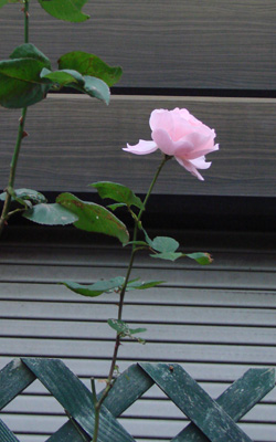 e0008586_21441361.jpg