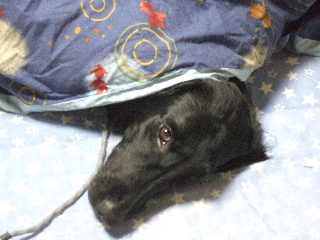 d0070289_17423851.jpg