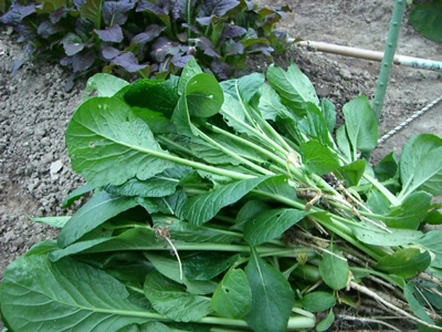 f0070493_20312979.jpg