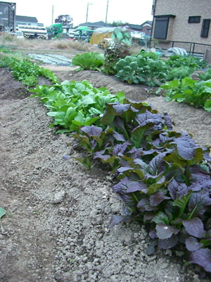 f0070493_20321052.jpg