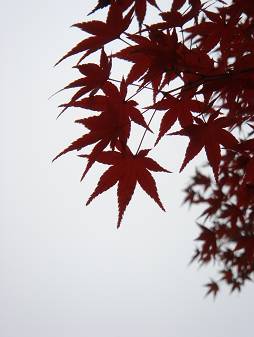 e0088000_14105477.jpg