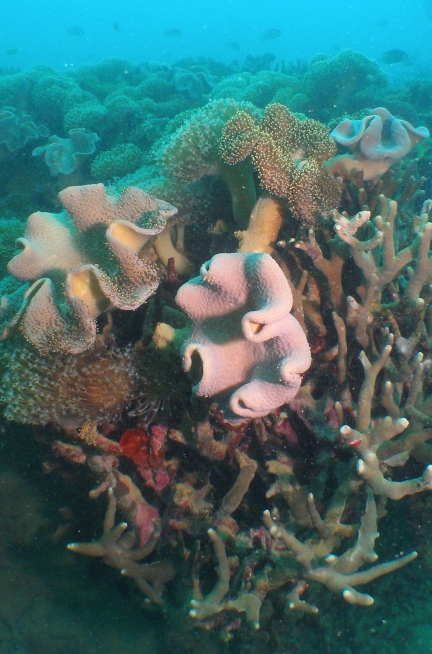 a0082706_11435528.jpg