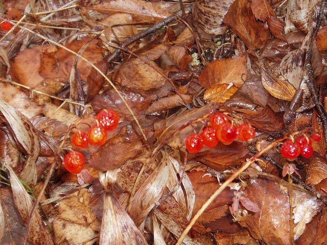 c0086014_2154568.jpg