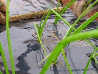 e0103719_21103611.jpg