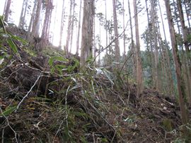 e0002820_1710661.jpg