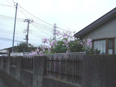 e0008586_223311.jpg