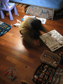 e0023086_19233114.gif