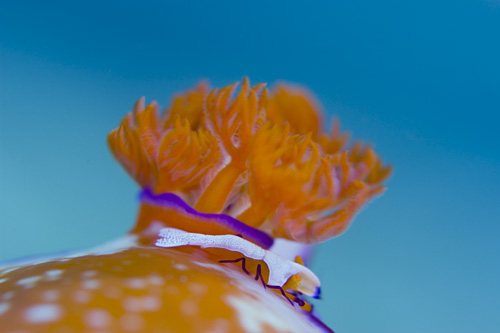 c0024719_16261844.jpg