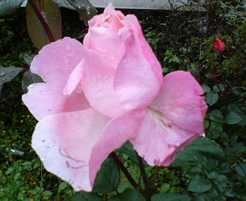 f0036223_203766.jpg