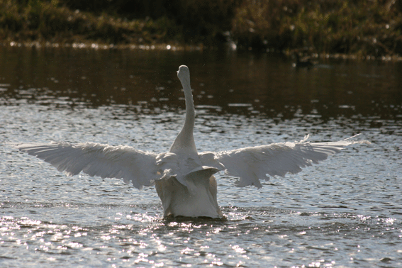 d0069235_239996.gif