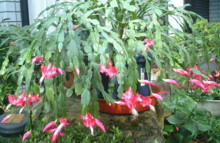 c0043055_14143584.jpg