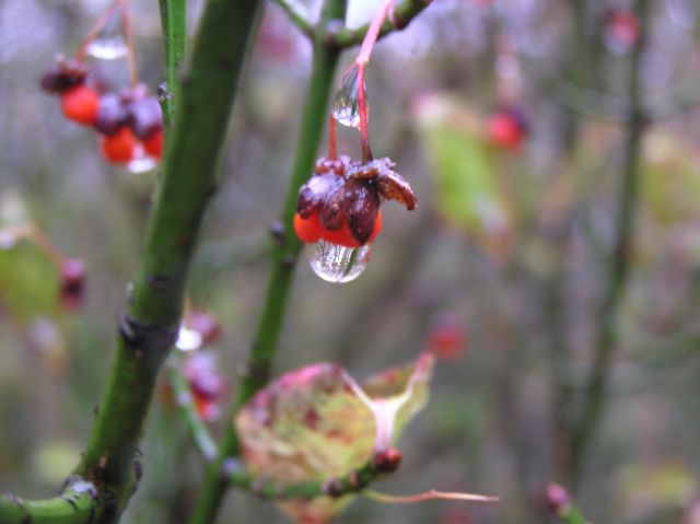 c0042869_18304224.jpg