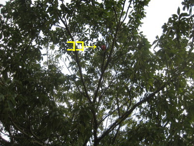 c0092787_1145495.jpg