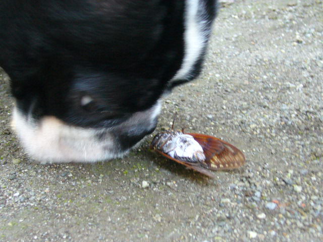 d0070702_042965.jpg