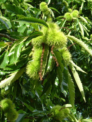 e0046112_1301229.jpg
