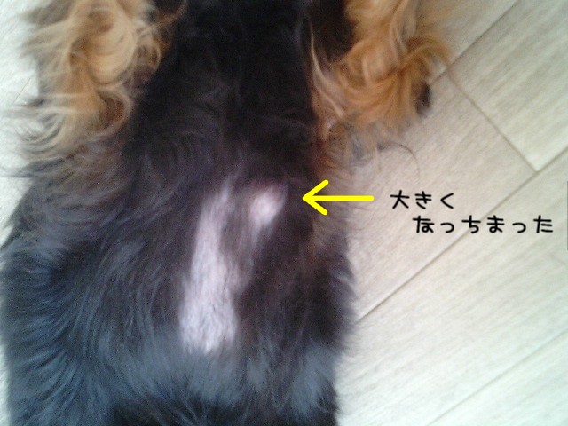 b0090413_120573.jpg