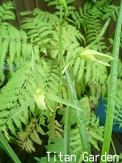 b0099813_1142678.jpg