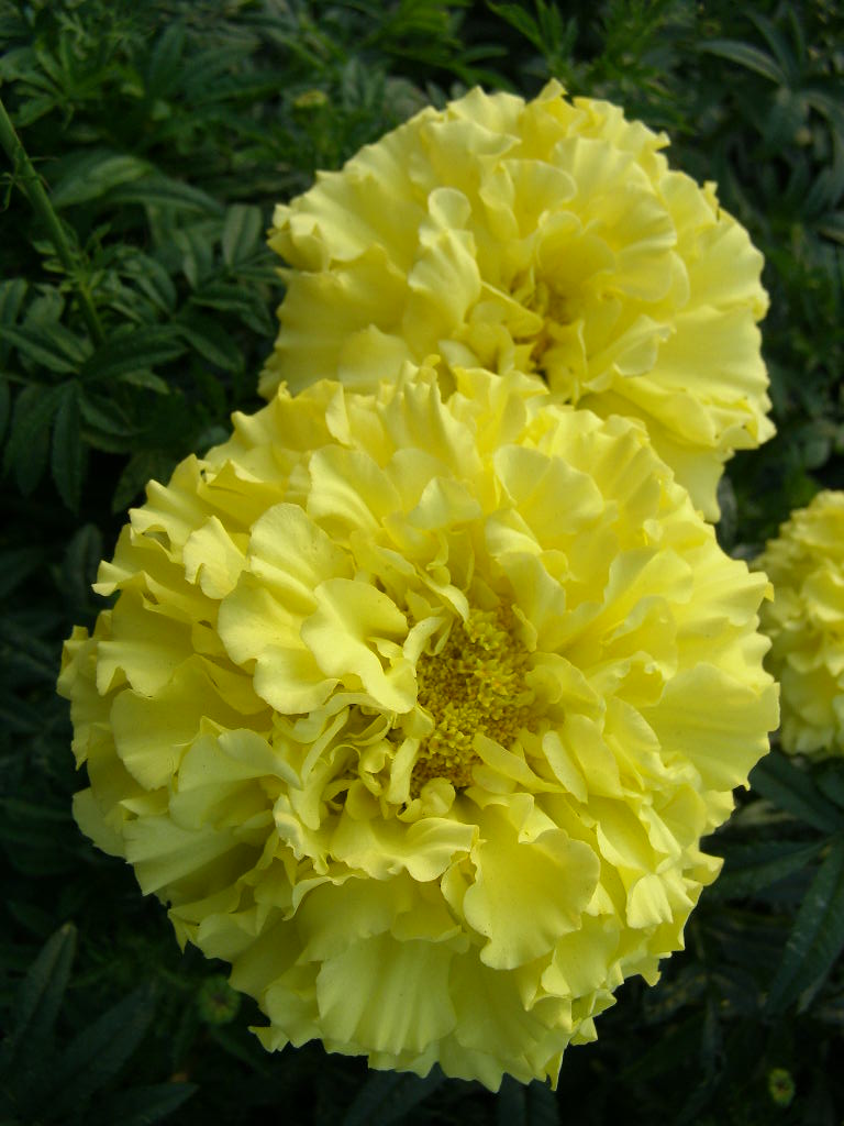 e0064158_0525031.jpg