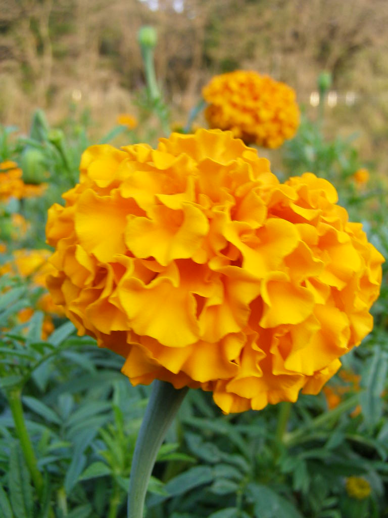 e0064158_0535411.jpg