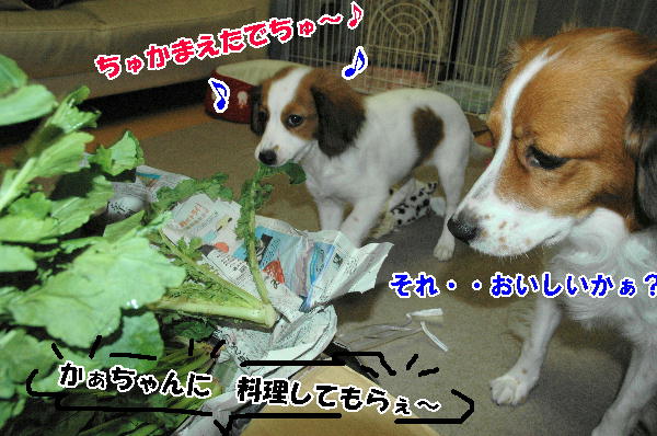 c0075585_22524961.jpg