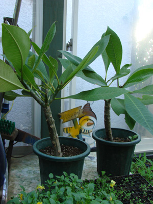 e0008586_22292321.jpg