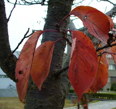 e0026586_10383539.jpg