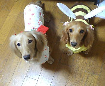 c0087001_2225429.jpg
