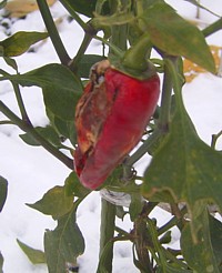 f0032403_20301712.jpg