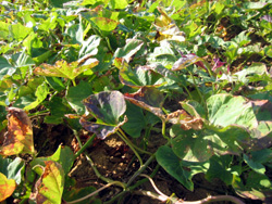 b0076710_162139.jpg