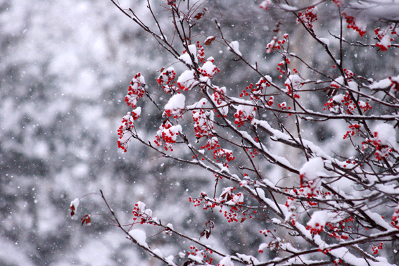 d0069235_1939110.gif