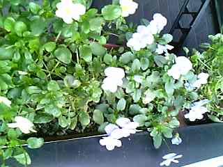 e0087443_0282588.jpg