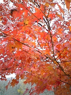 f0069247_2023115.jpg