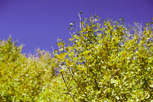 e0060651_1313135.jpg