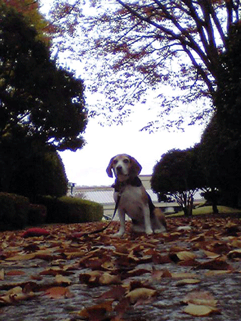 b0005652_9313917.gif