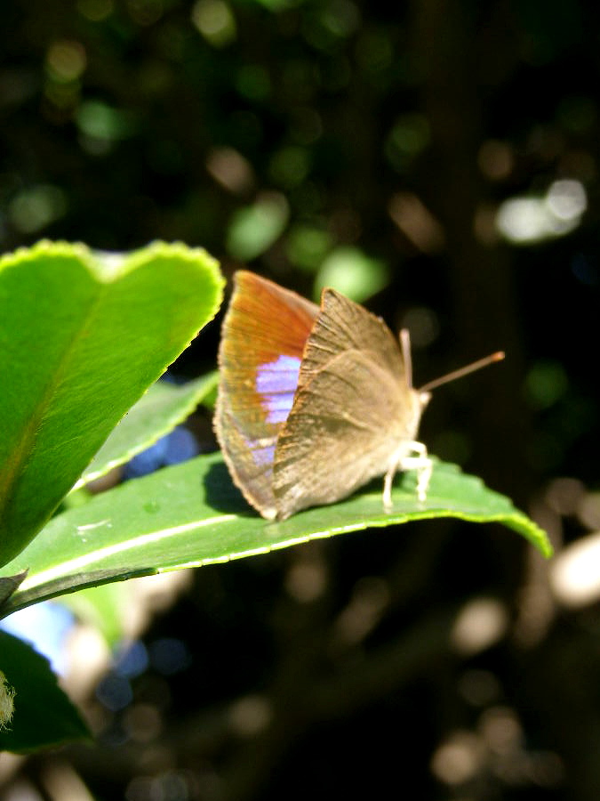 e0064158_053865.jpg