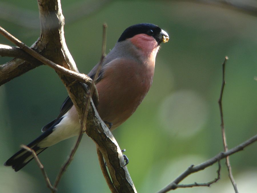 f0103860_1850383.jpg